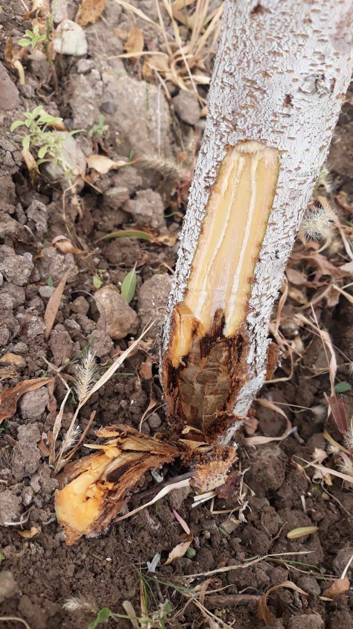 بیماری خطرناک گموز در درختان میوه