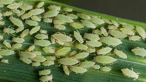 شته ها و روش های کنترل آن ها