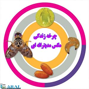 آفت مگس مدیترانه ای