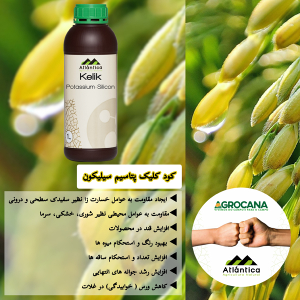 مزایای کود سیلیکات پتاسیم آتلانتیکا اسپانیا