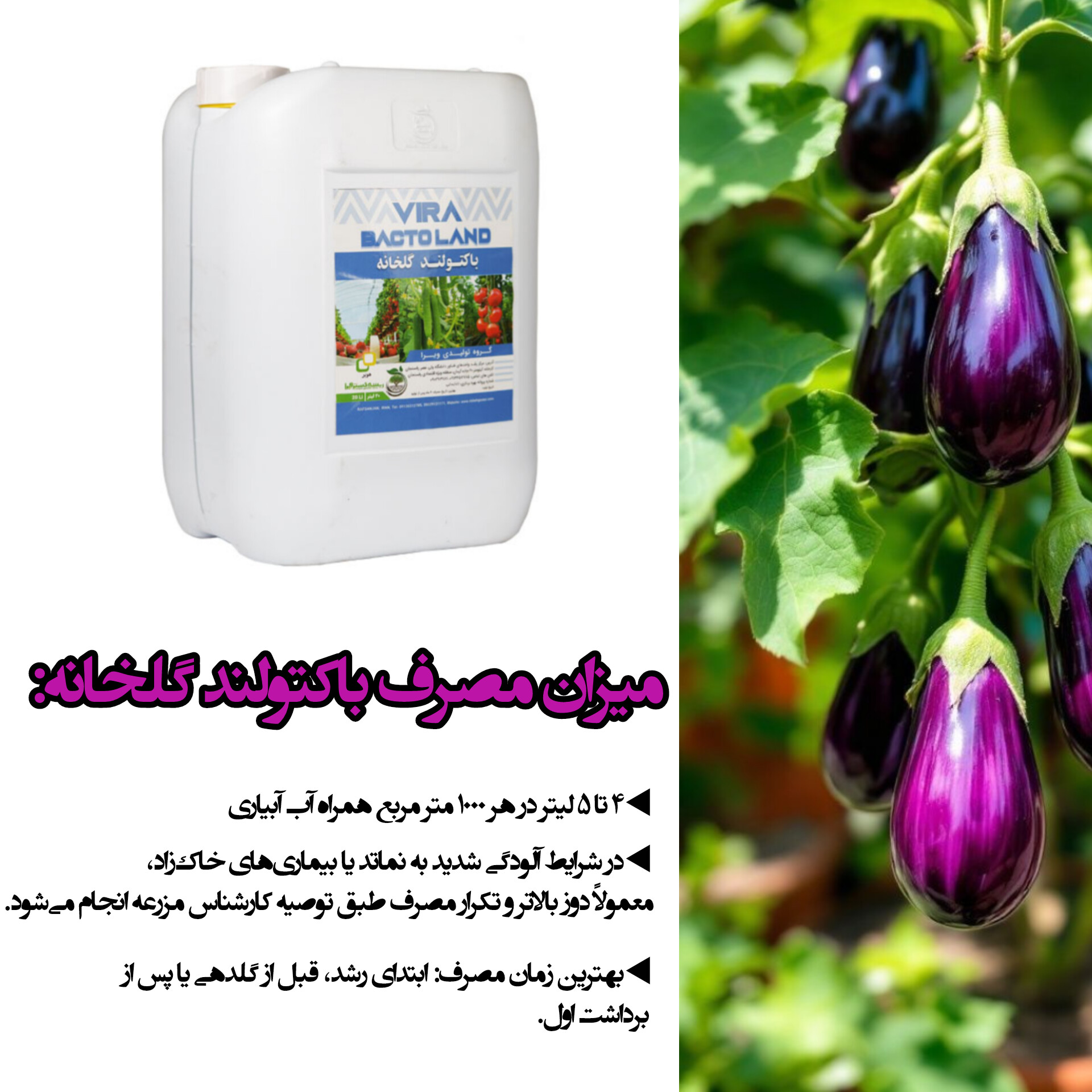 باکتولند